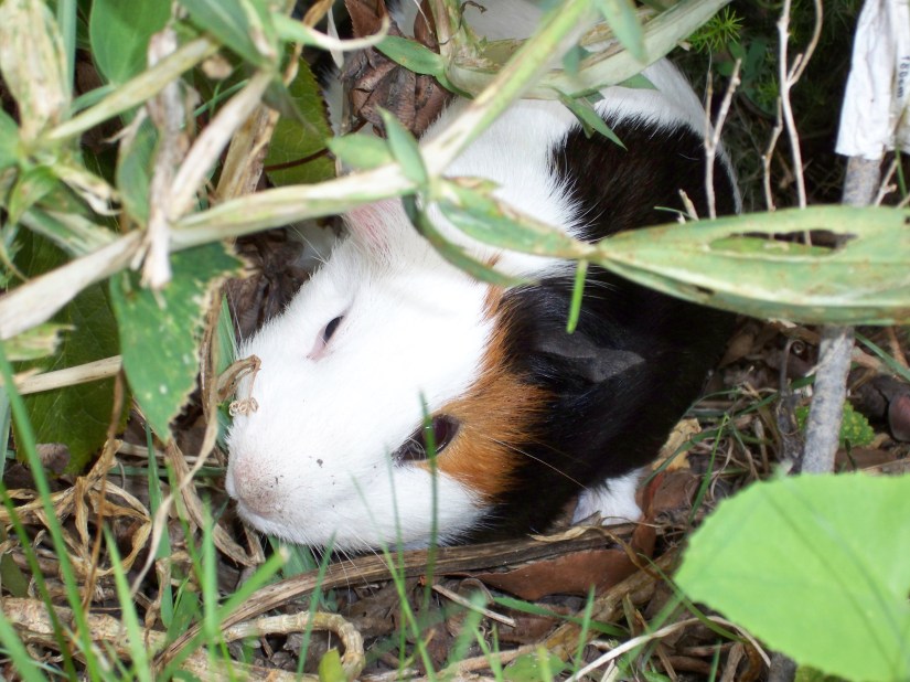 image de cochon d'inde