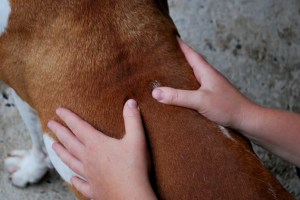 mains sur dos de chien