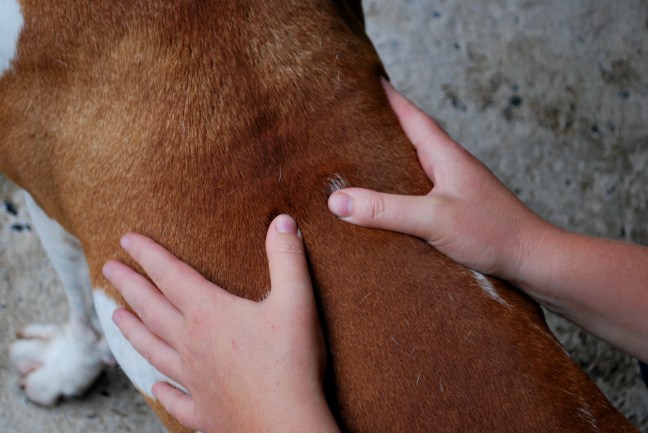 mains sur dos de chien