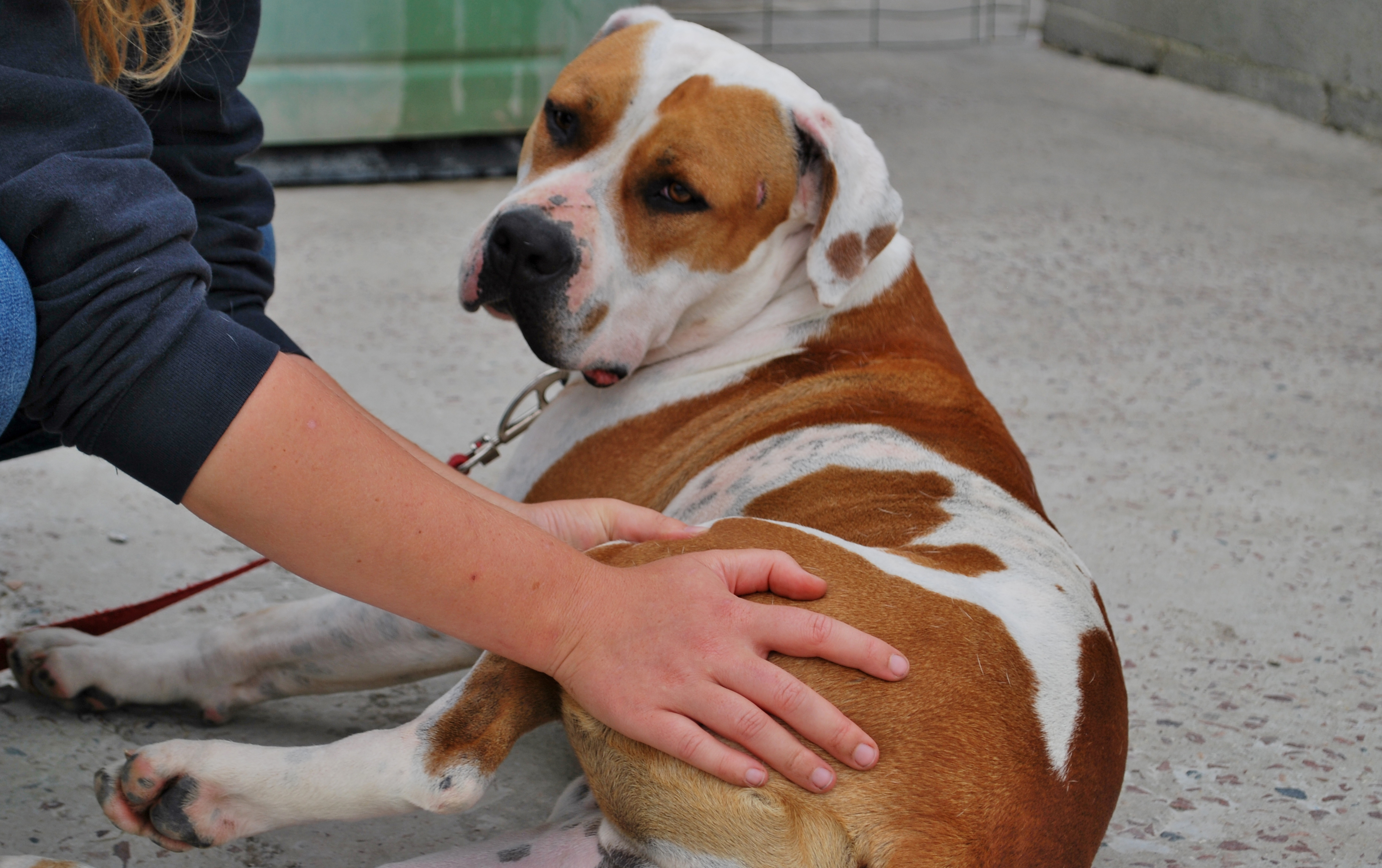 manipulation ostéopathique d'un chien