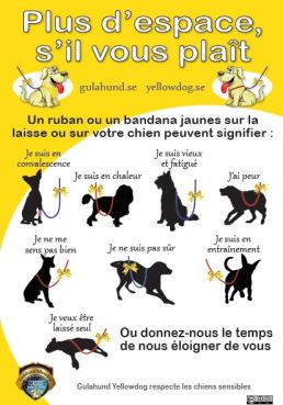 Signifiactions de la présence d'un ruban jaune sur la laisse d'un chien